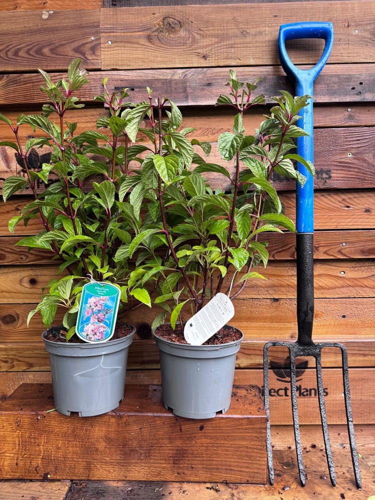 2 Mixed Extra Large Viburnum Winter Flowering Fragrant Shrubs in 3 Litre Pots By Direct Plants