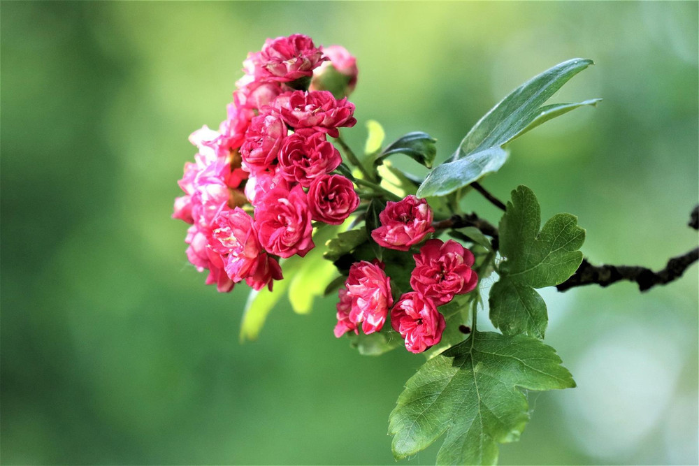 Crataegus Paul's Scarlet Crimson Hawthorn Tree 5-6ft Tall | By Direct Plants