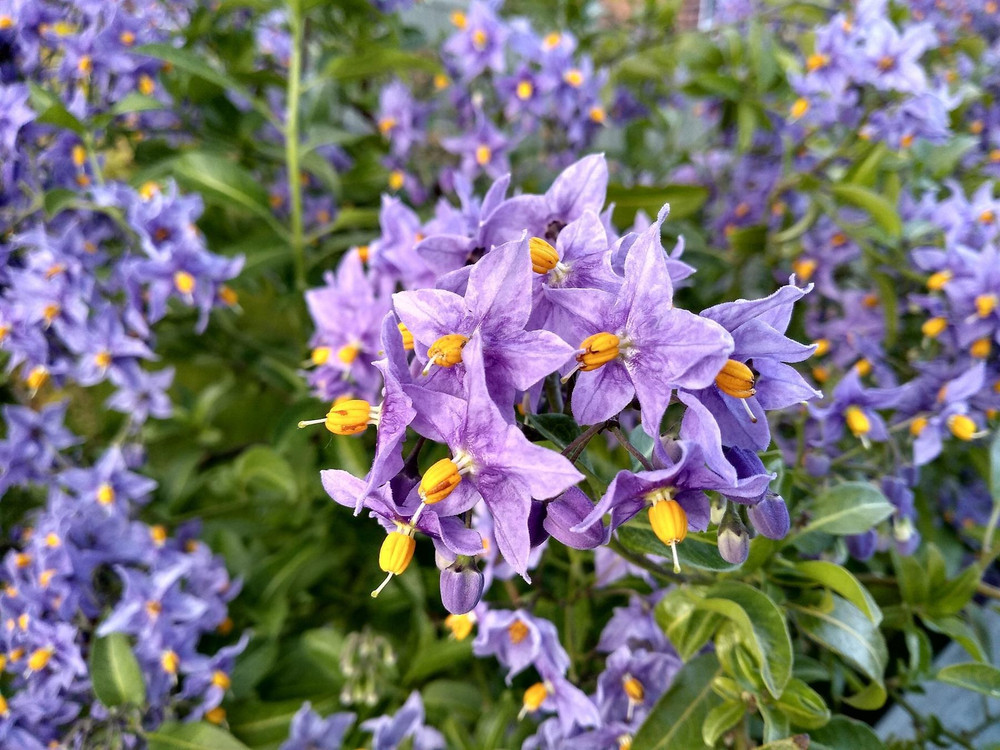 3x Solanum Crispum Blue Climber in Pots | By Direct Plants