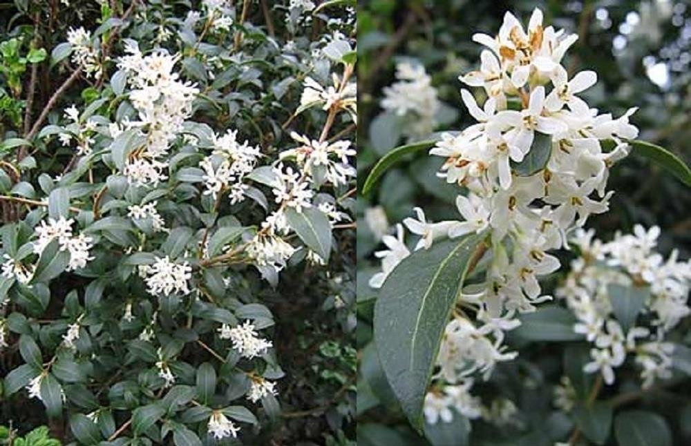 3x Osmanthus Burkwoodii in Pots | Evergreen Shrubs | By Direct Plants