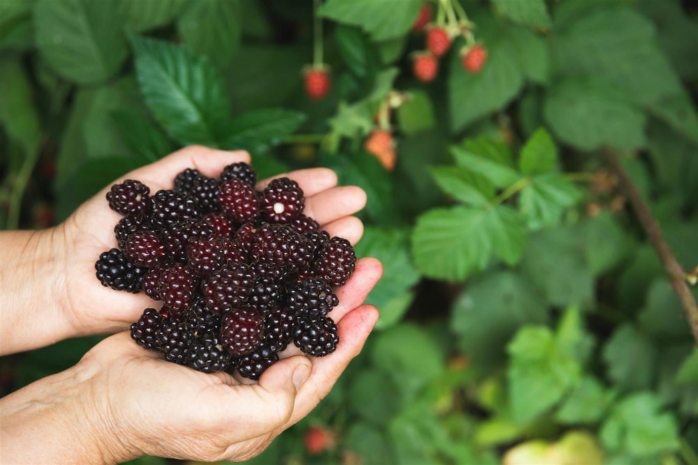 3x Evergreen Thornless Blackberry Fruit Plants in 2/3 Litre Pots By Direct Plants