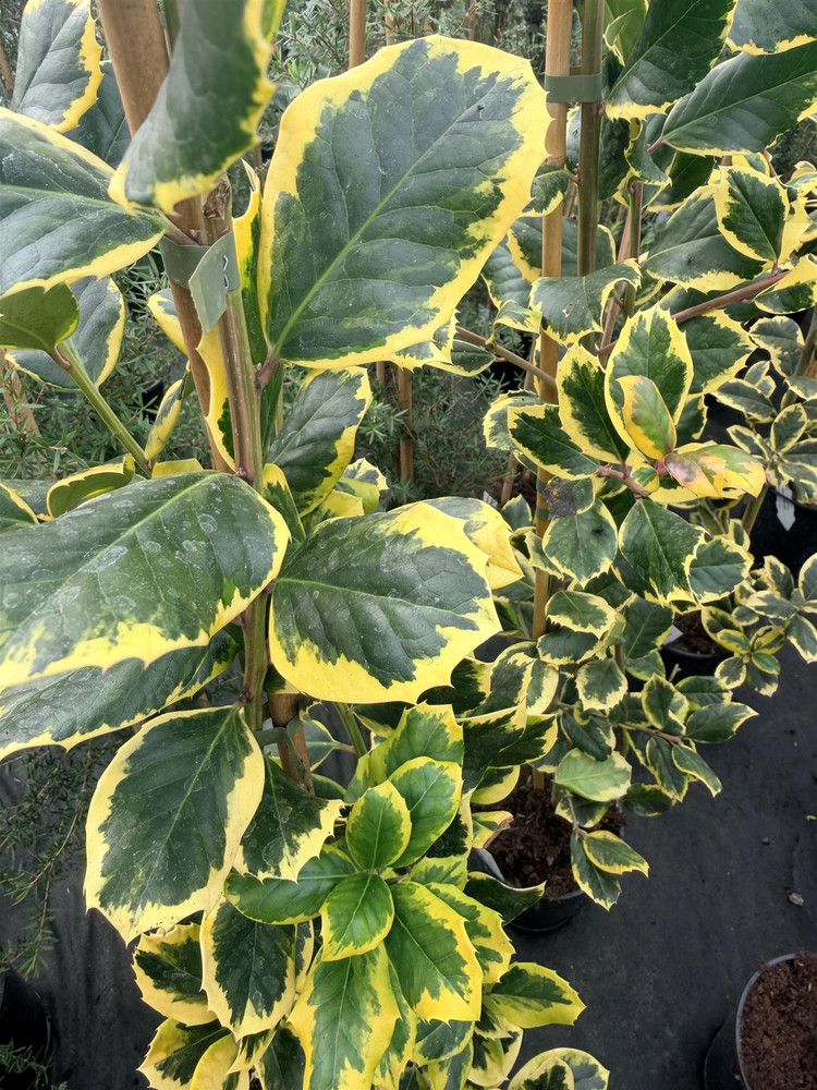 Ilex Golden King Evergreen Variegated Holly Tree 3-4ft in a 3 Litre Pot By Direct Plants