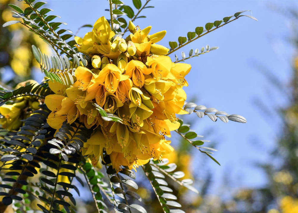 Sophora ‘Sun King' Shrub Tree Large in a 3 Litre Pot By Direct Plants
