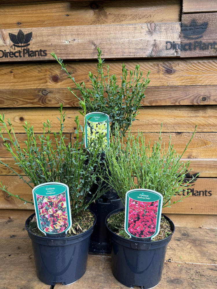 2 Mixed Large Cytisus Flowering Broom Shrubs Garden Plants in 2/3 Litre Pots