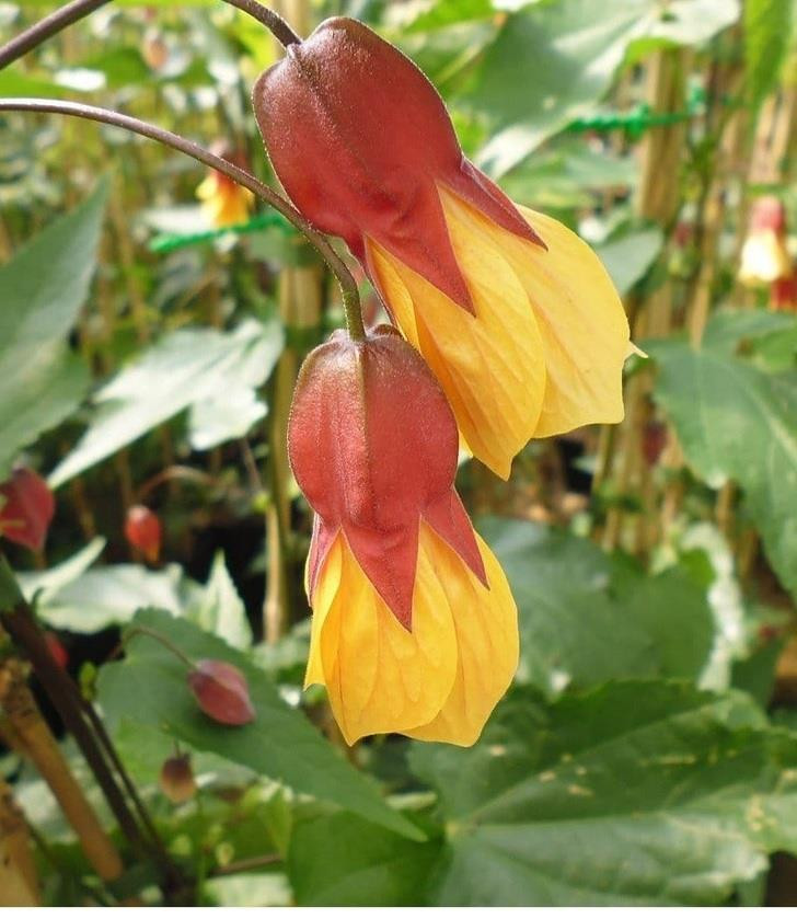 Abutilon Kentish Belle 3-4ft Large Evergreen Shrub Climber in a 3 Litre Pot | Chinese Lantern | By Direct Plants