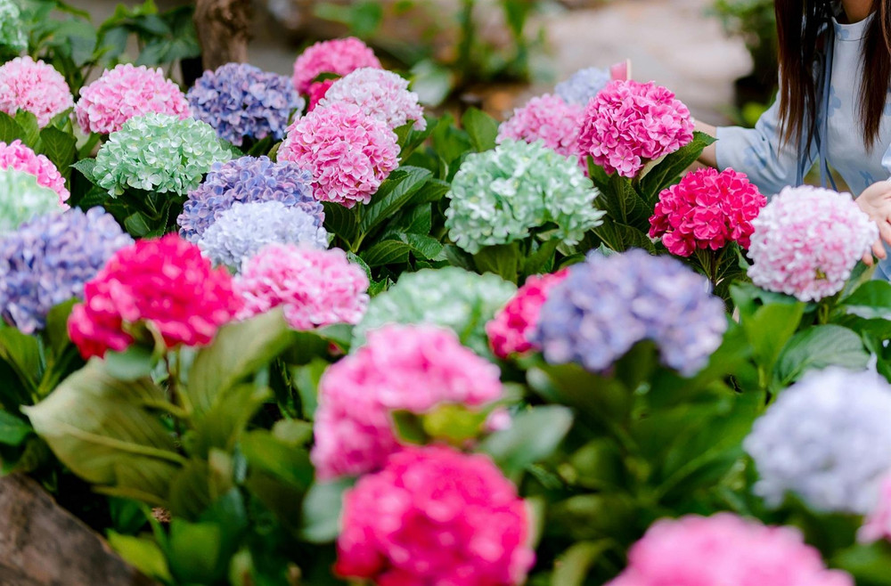 Hydrangea Macrophylla Mophead Pack of 4 Extra-Large Bushy Plants in 3 Litre Pots By Direct Plants