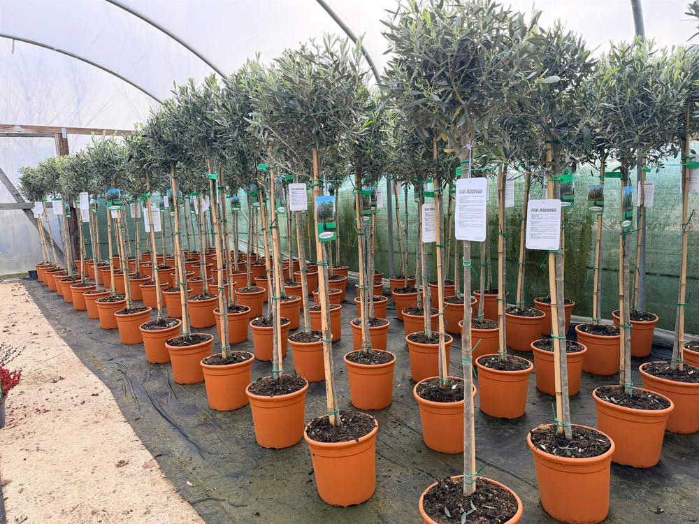 Olea Europaea Hardy Outdoor Garden Olive Tree 5-6ft Tall By Direct Plants
