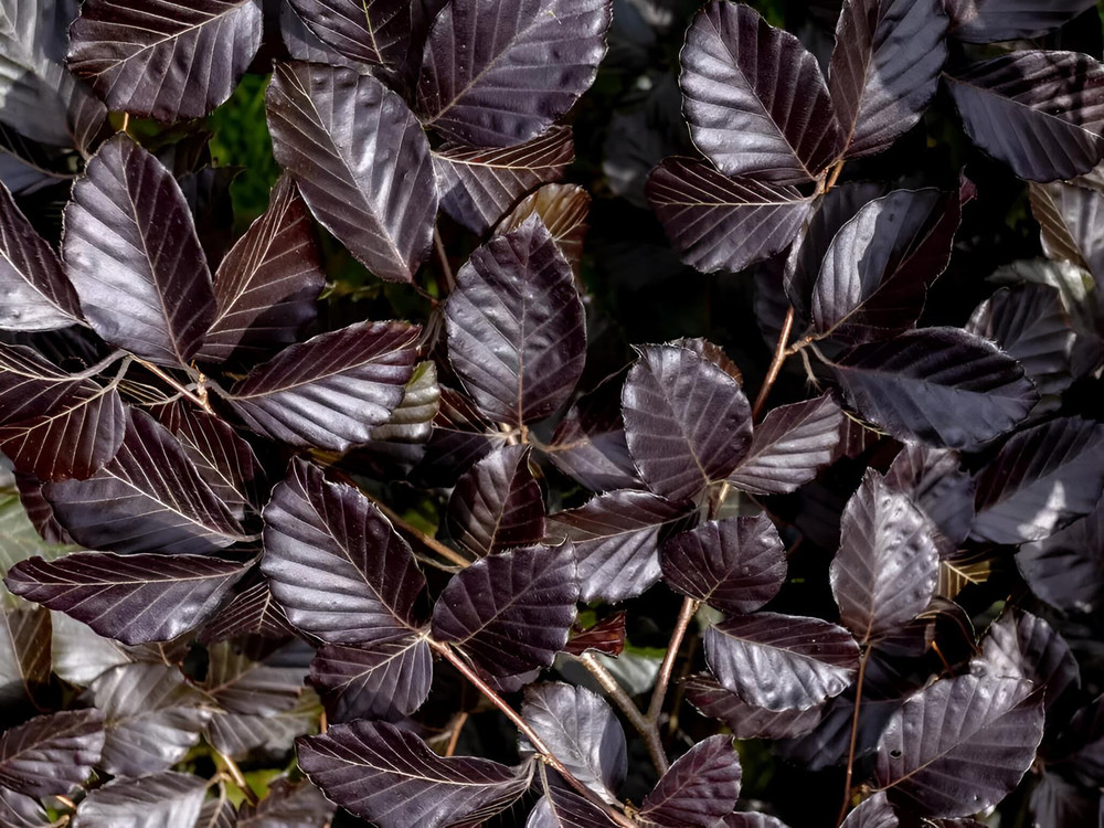 25x Copper Purple Beech Fagus Purpurea Hedging Trees in Pots By Direct Plants
