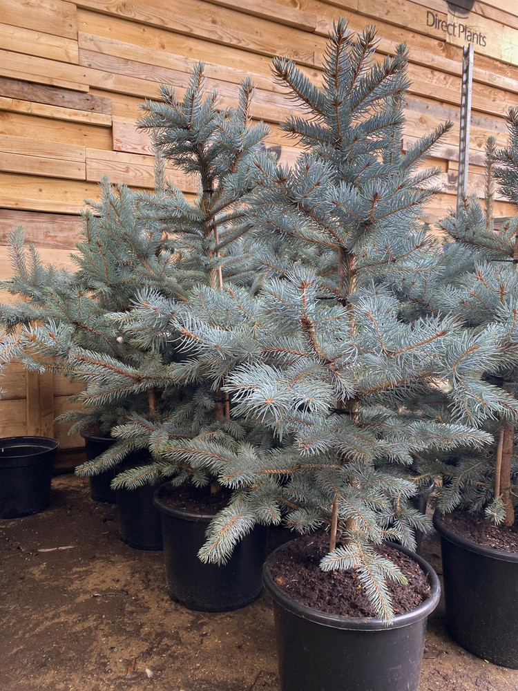 Picea Pungens Fat Albert Blue Colorado Spruce Tree 2.5ft-3ft Tall in a 7.5 Litre Pot By Direct Plants