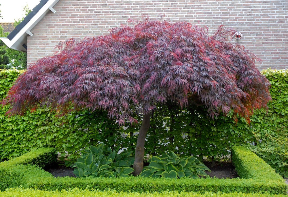 Acer Palmatum Dissectum Garnet Large Japanese Maple Tree By Direct Plants