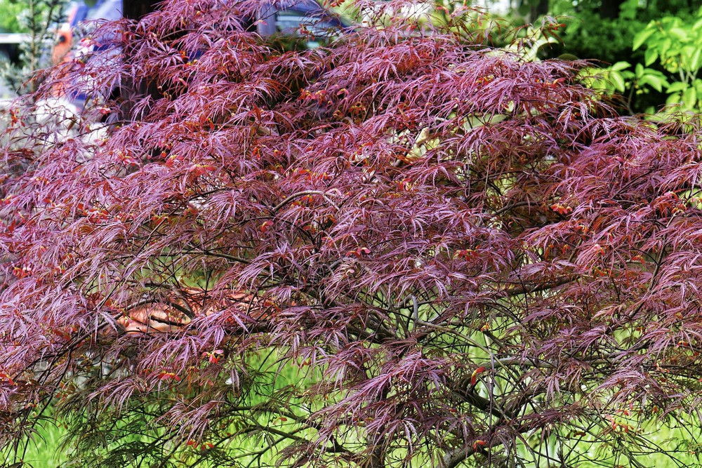 Acer Palmatum Dissectum Garnet Large Japanese Maple Tree By Direct Plants