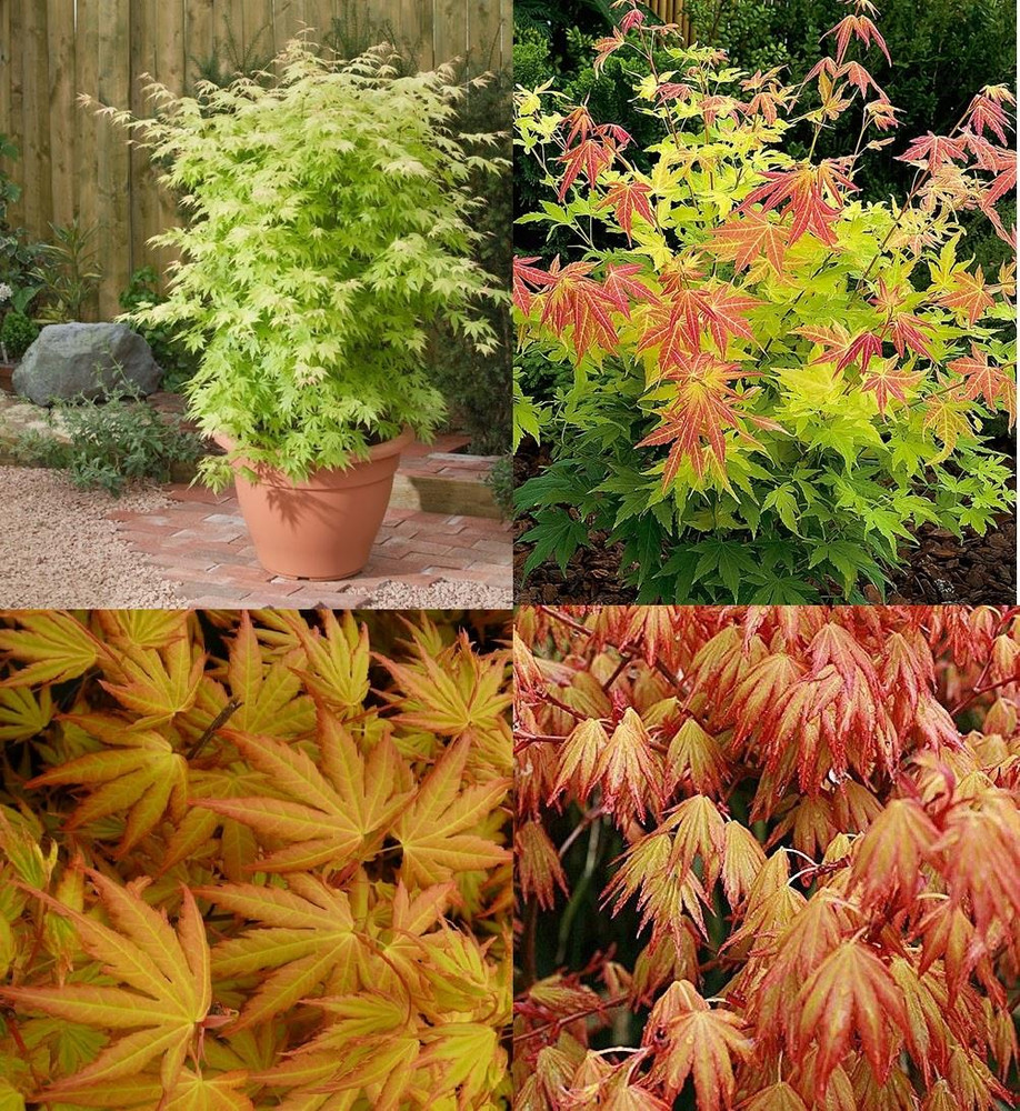 Acer Palmatum Orange Dream 2-3ft Large Japanese Maple Tree By Direct Plants