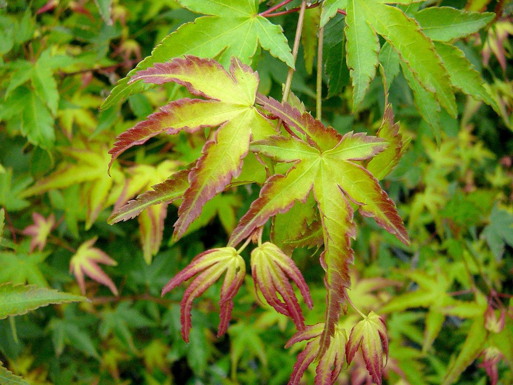 Large Patio Acer Palmatum Little Princess 3-4ft on Stem Japanese Maple Tree By Direct Plants