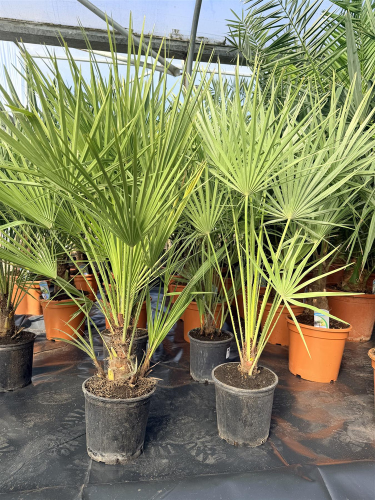 Chamaerops European Fan Palm Tree Extra Large 3ft in a 3/5 Litre Pot By Direct Plants