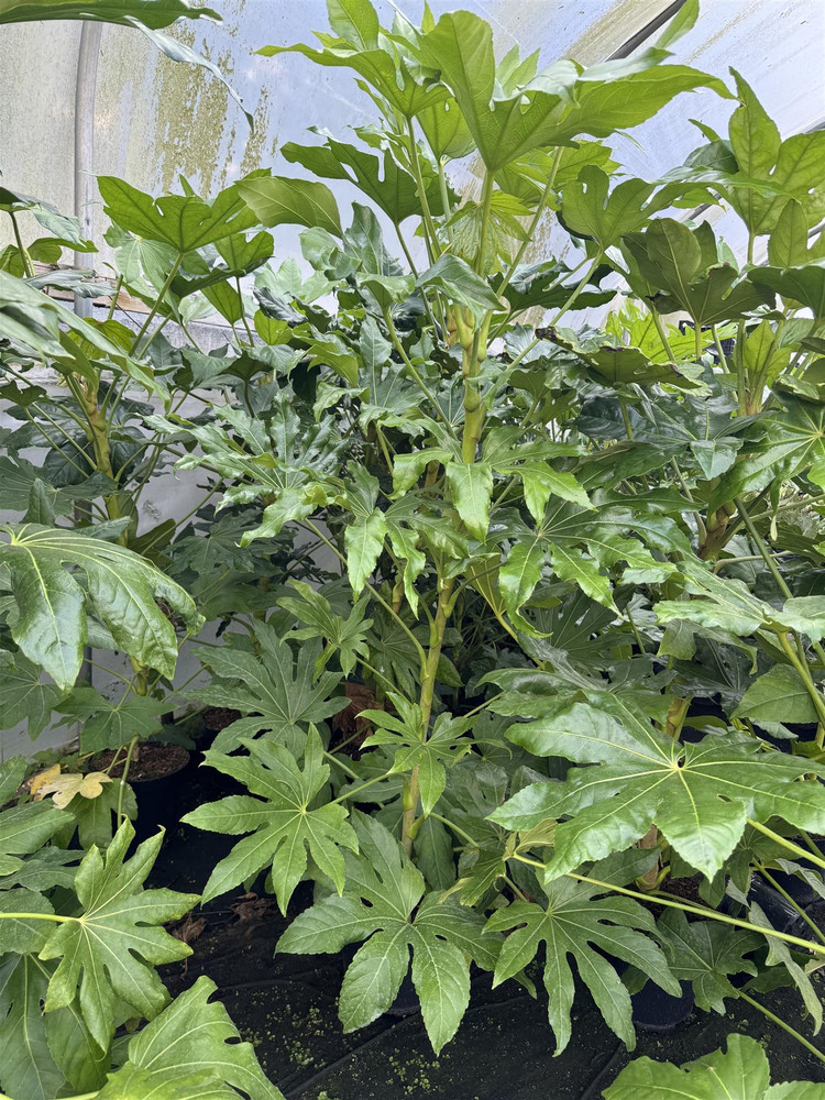 Fatsia Japonica Extra Large 5-6ft Evergreen Shrub in a 7.5 Litre Pot By Direct Plants