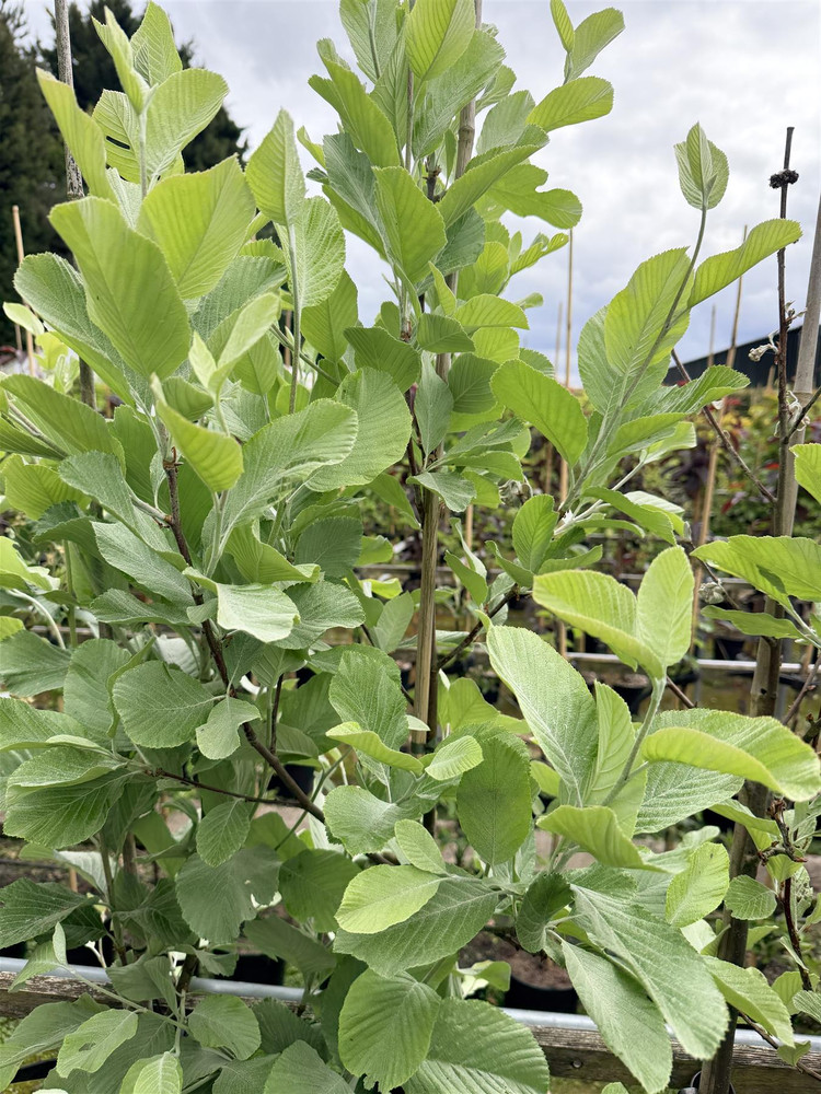 Sorbus aria Lutescens 5-6ft Tall in a 7.5 Litre Pot by DirectPlants