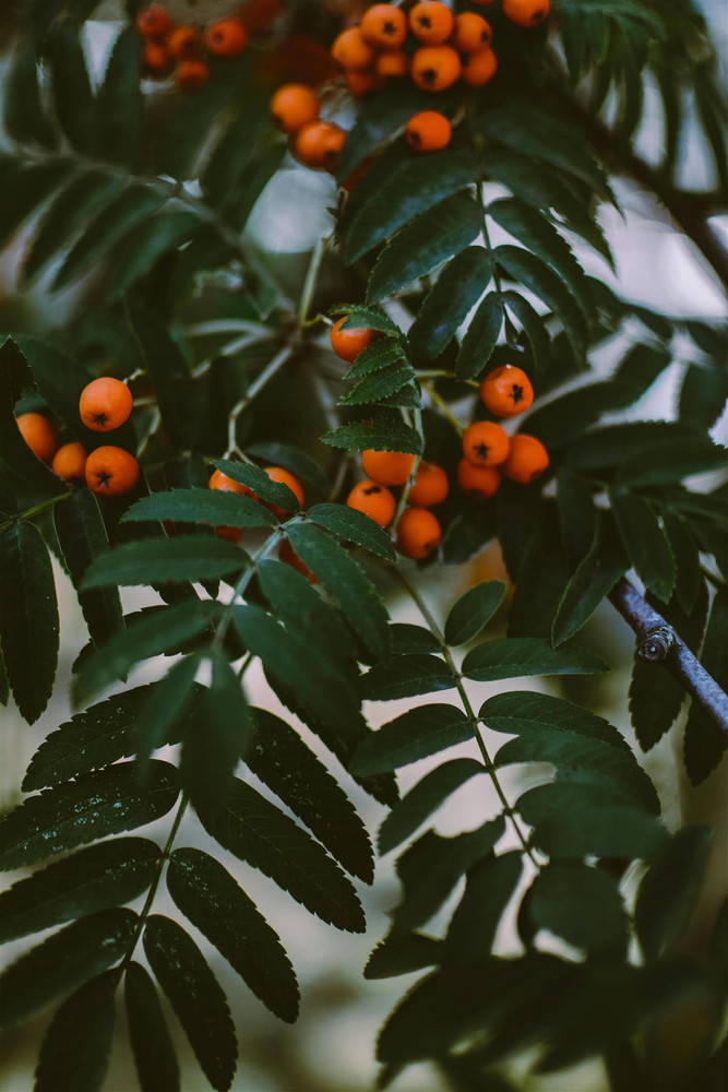 Sorbus Apricot Queen Mountain Ash Tree 5-6ft in a 7.5 Litre Pot By Direct Plants