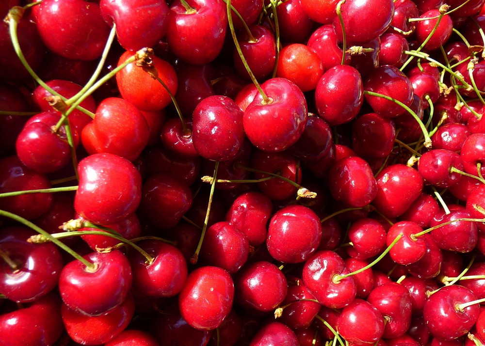 Cherry Stella Fruit Tree 6ft Tall Supplied in a 12 Litre Pot by Directplants