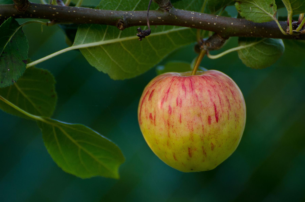 Apple Ellison's Orange Fruit Tree 6ft Tall Supplied in a 12 Litre Pot by Directplants