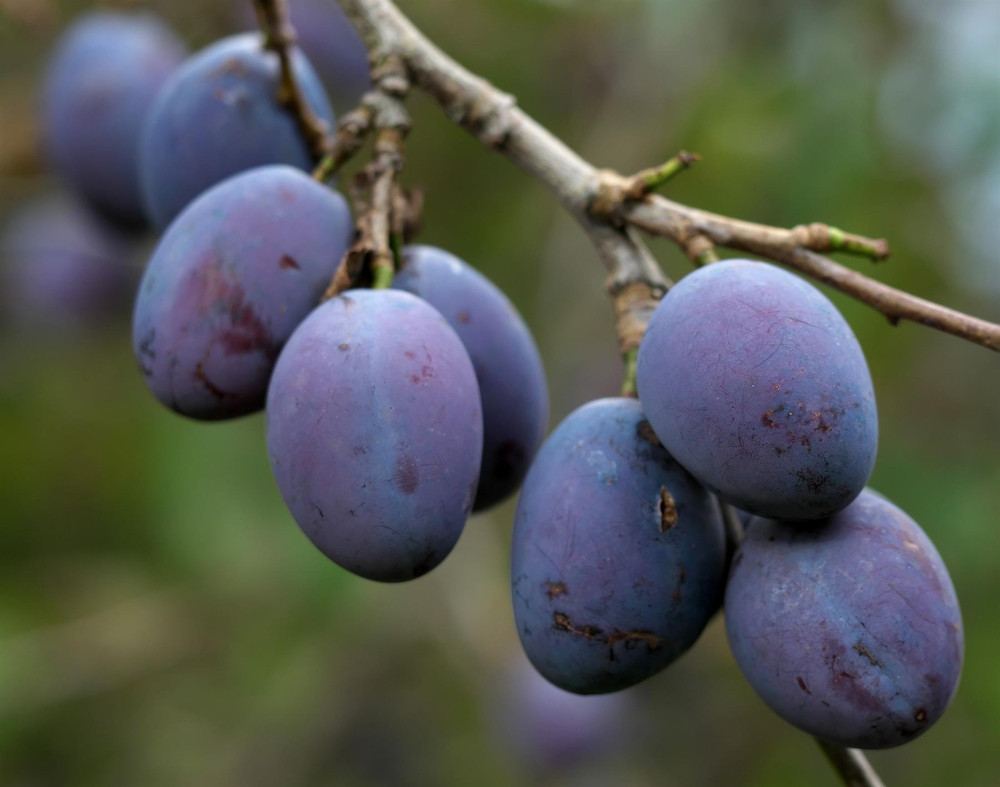 Plums Damson Merryweather Fruit Tree 6ft Tall Supplied in a 12 Litre Pot by Directplants