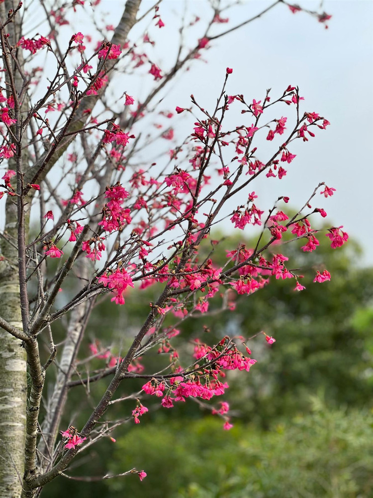 Prunus Felix Jury 6ft Tall Supplied in a 12 Litre Pot by DirectPlants