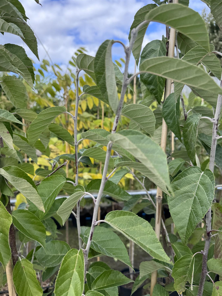 Malus tschonoskii 6ft Tall Supplied in a 12 Litre Pot by DirectPlants