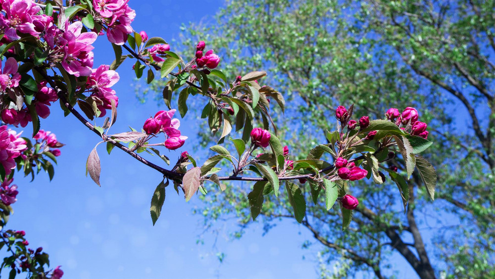 Malus Purple Prince 6ft Tall Supplied in a 12 Litre Pot by DirectPlants