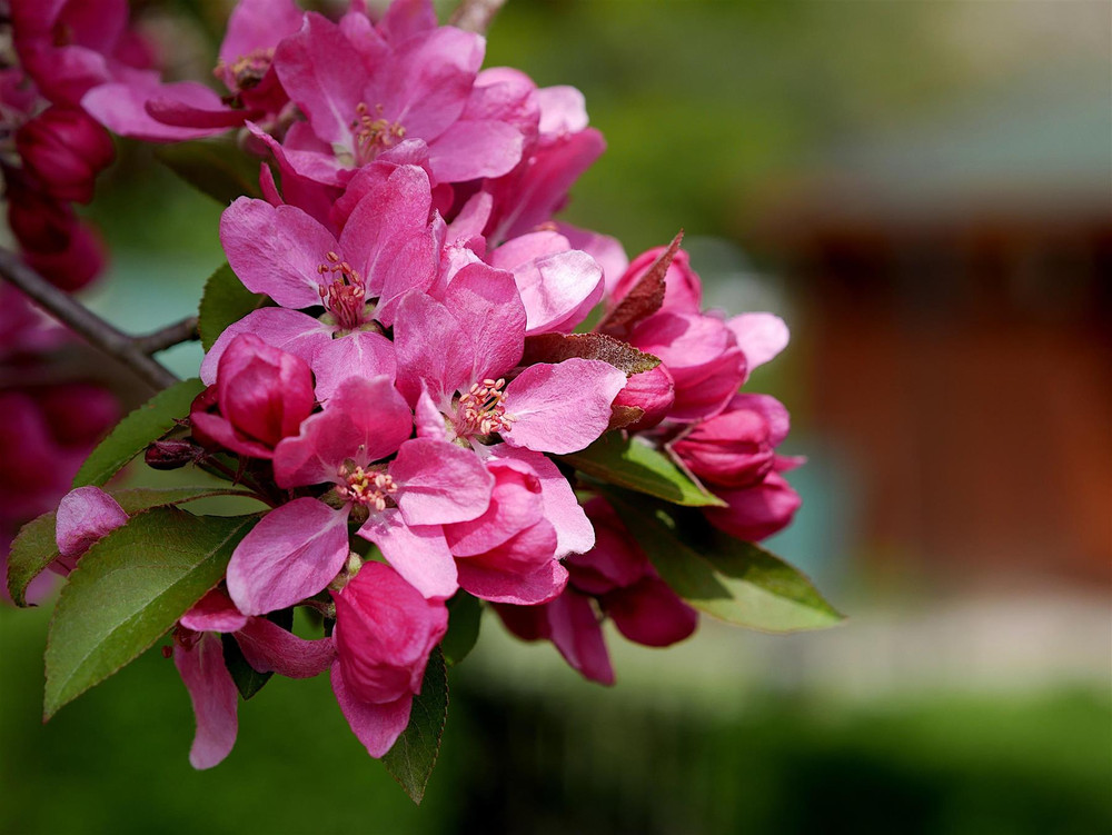 Malus Profusion Improved 6ft Tall Supplied in a 12 Litre Pot by DirectPlants