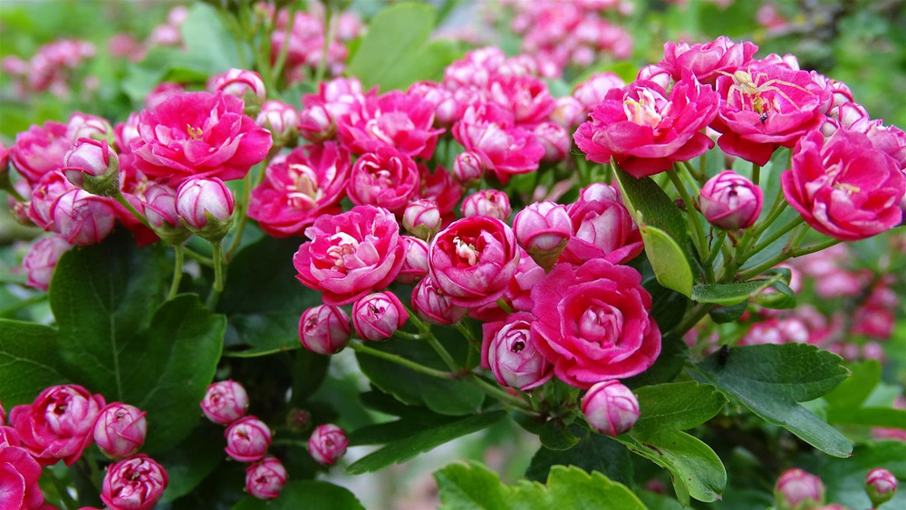 Crataegus rosea Flore Pleno 6ft Tall Supplied in a 12 Litre Pot by DirectPlants