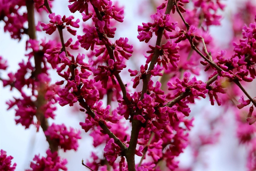 Cercis Canadensis Tree 6ft Tall Supplied in a 12 Litre Pot by Directplants