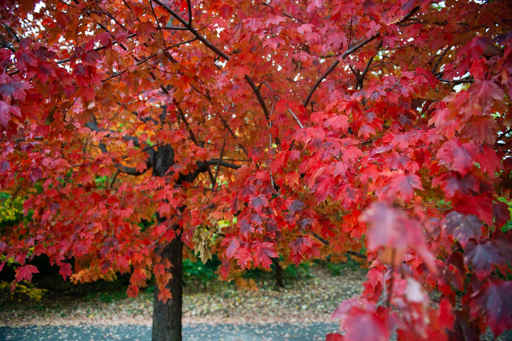 Acer freemanii Jeffersons Red Tree 6ft Tall Supplied in a 12 Litre Pot by Directplants