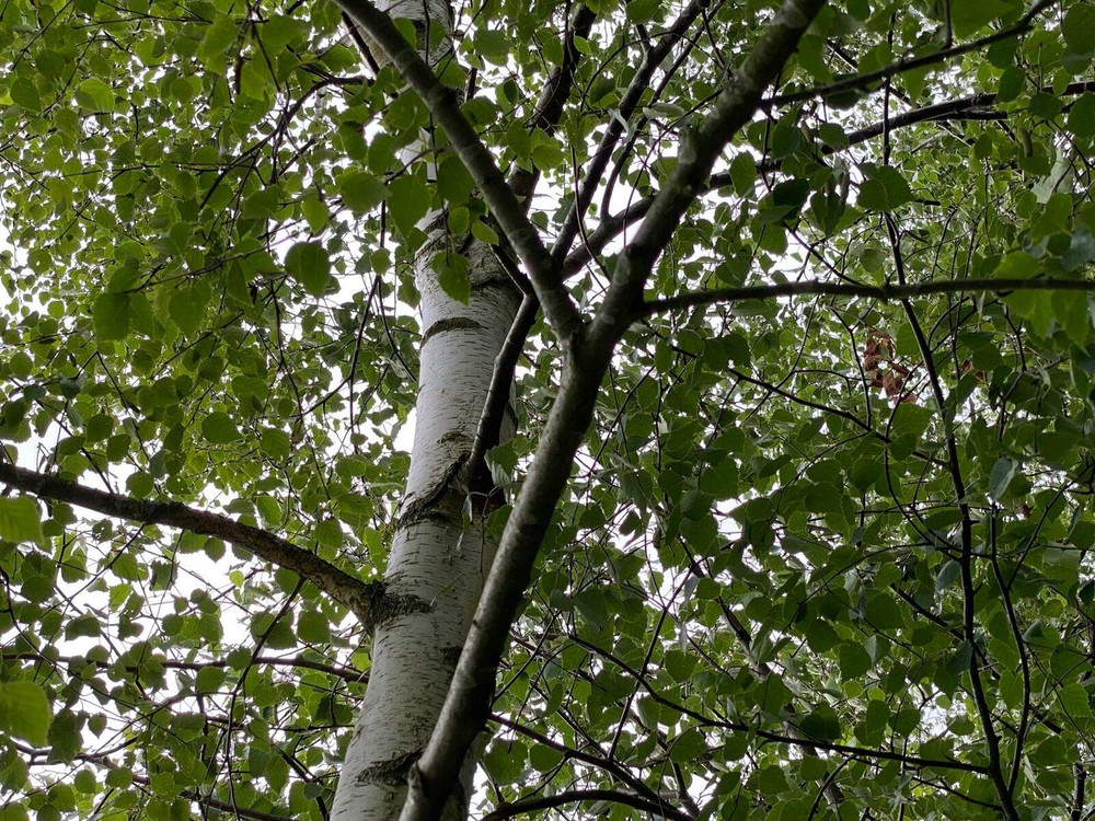 Large Betula Pendula Silver Birch Tree 4-5ft Tall in a Pot | By Direct Plants