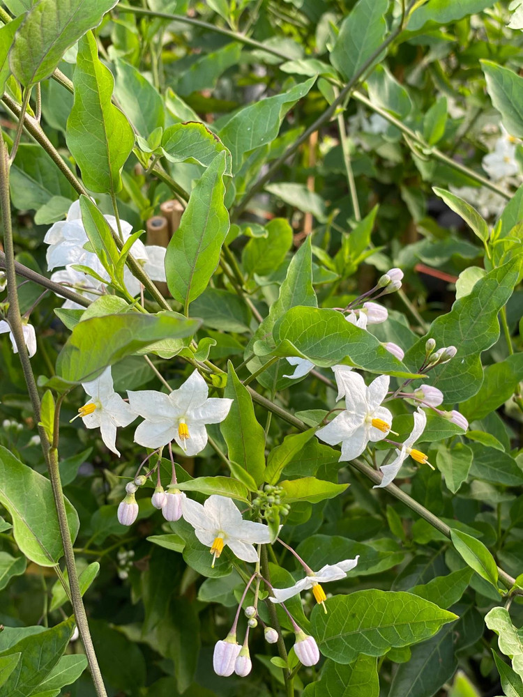3x Solanum Jasminoides Alba Fast Climbers in Pots By Direct Plants