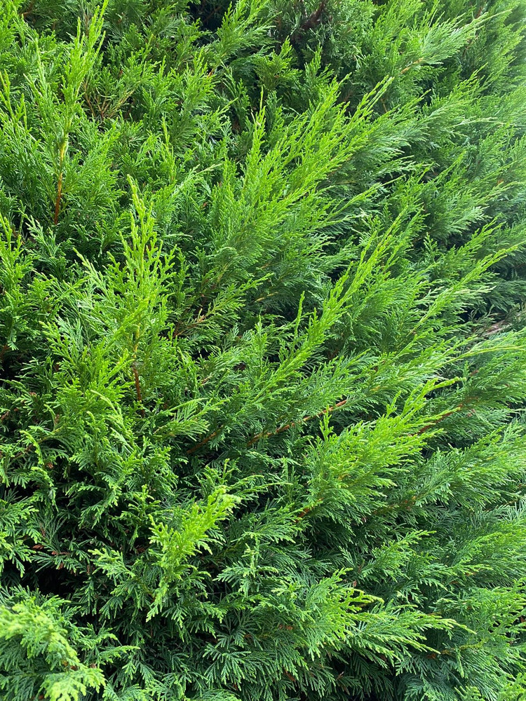 10x 2-3ft Green Leylandii Cupressocyparis Evergreen Hedging Trees in Pot By Direct Plants