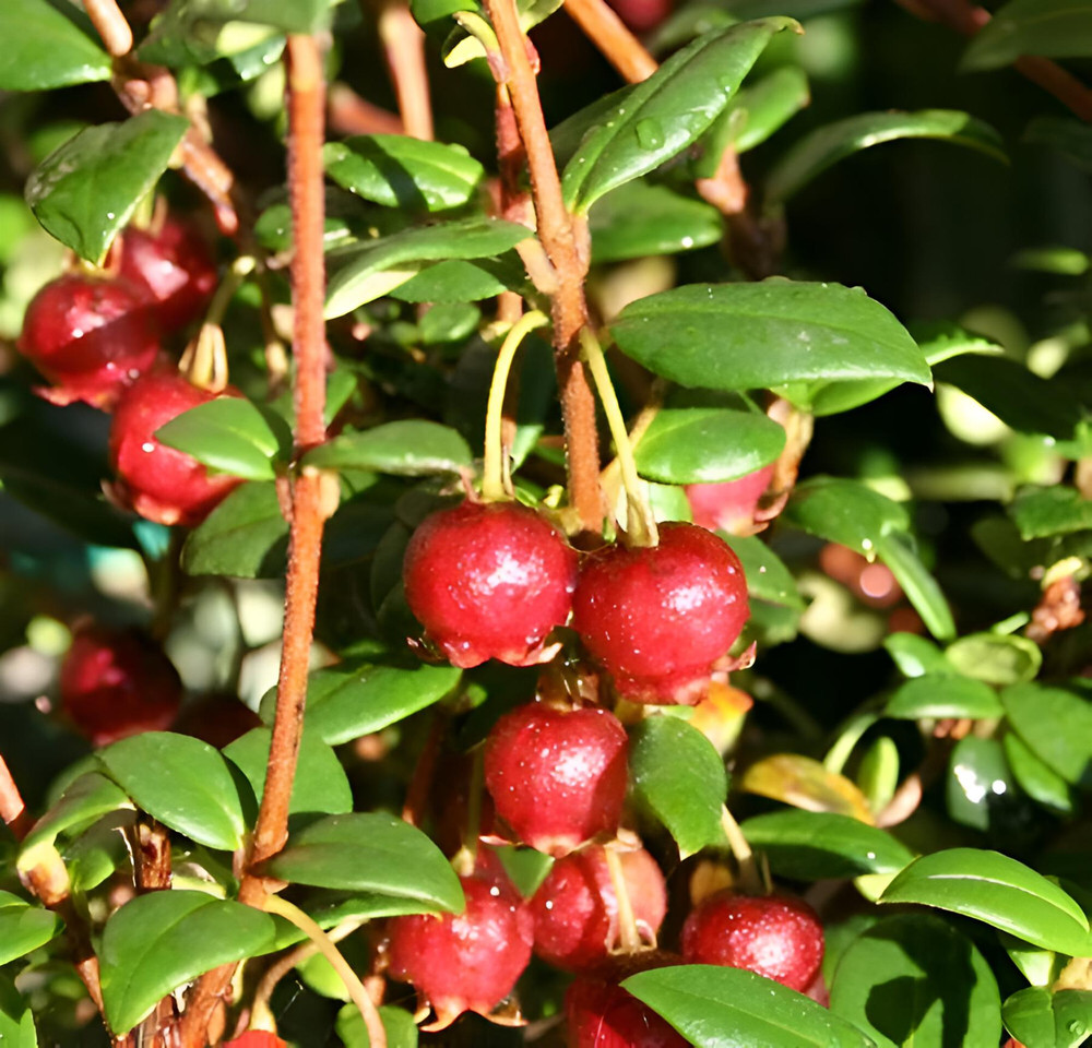 5x Chilean Guava Myrtus Ugni Plants Strawberry Myrtle in Pots By Direct Plants