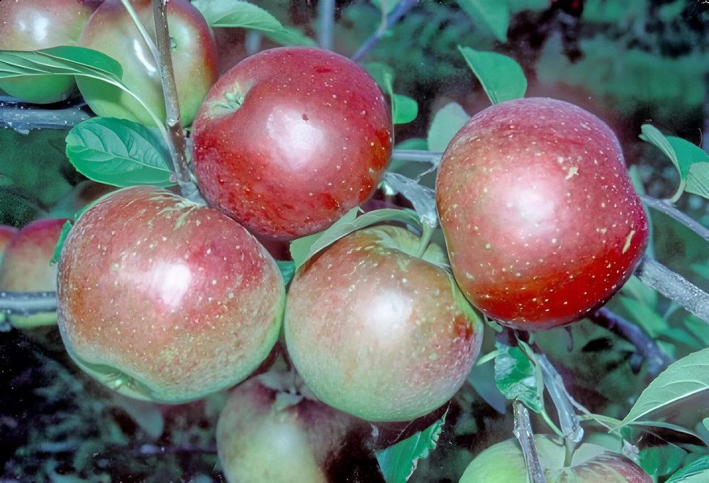 Laxton's Superb Apple Tree 5-6ft Large Fruit Tree in a 7.5 Litre Pot By Direct Plants
