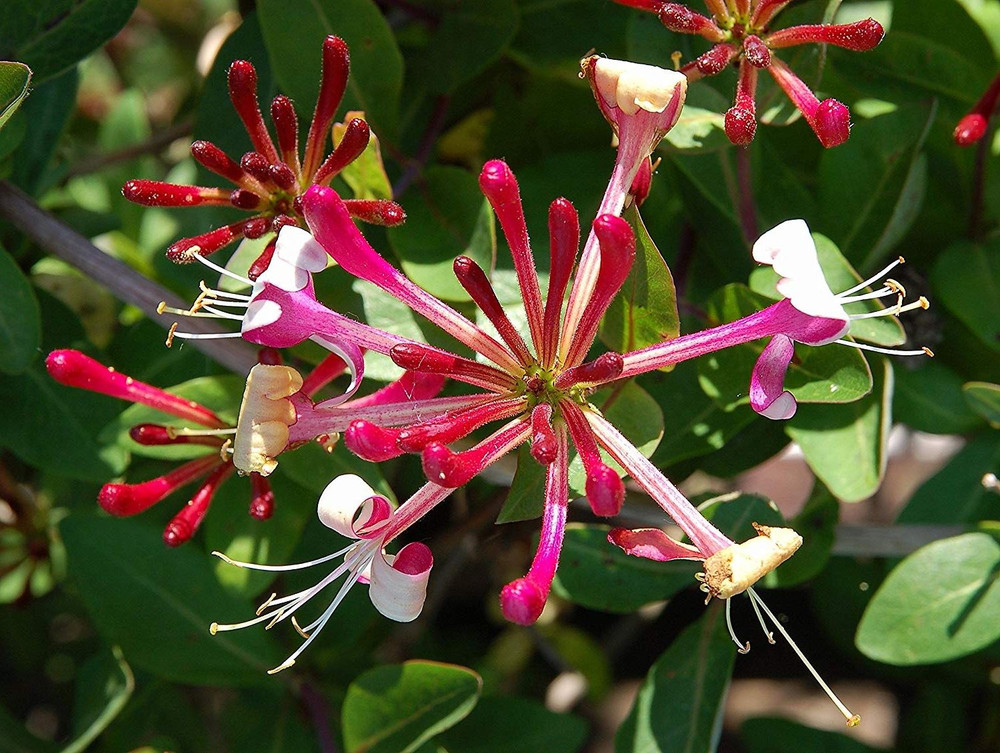 3x Lonicera Darts Red World Fragrant Honeysuckle Climber in Pots By Direct Plants