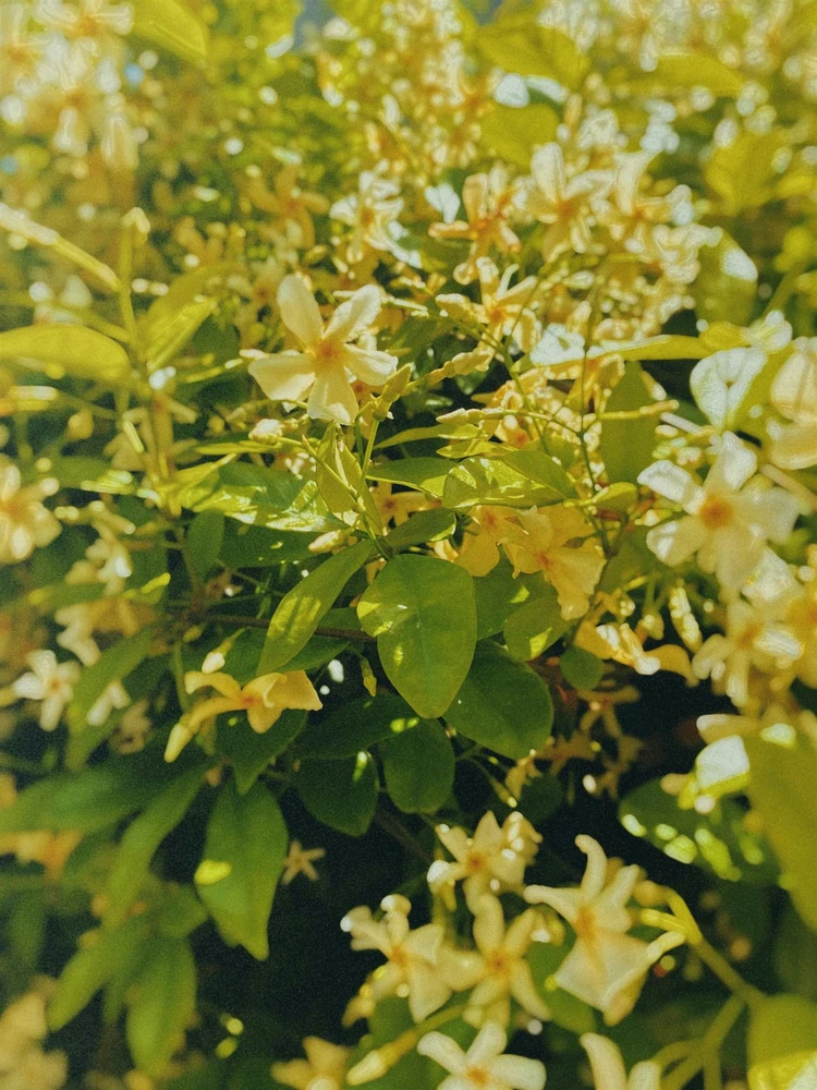 3x Trachelospernum Star of Toscane Evergreen Climber in Pots | By Direct Plants