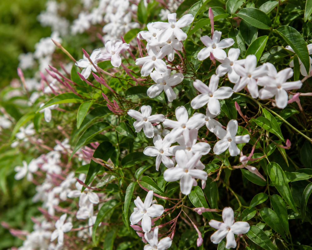 3x White Jasmine Officinale Fragrant Outdoor Climbers in Pots By Direct Plants