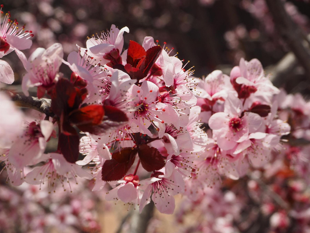 Patio Prunus Nigra Cistena Tree 100-120cm in a 7.5 Litre Pot | By Direct Plants