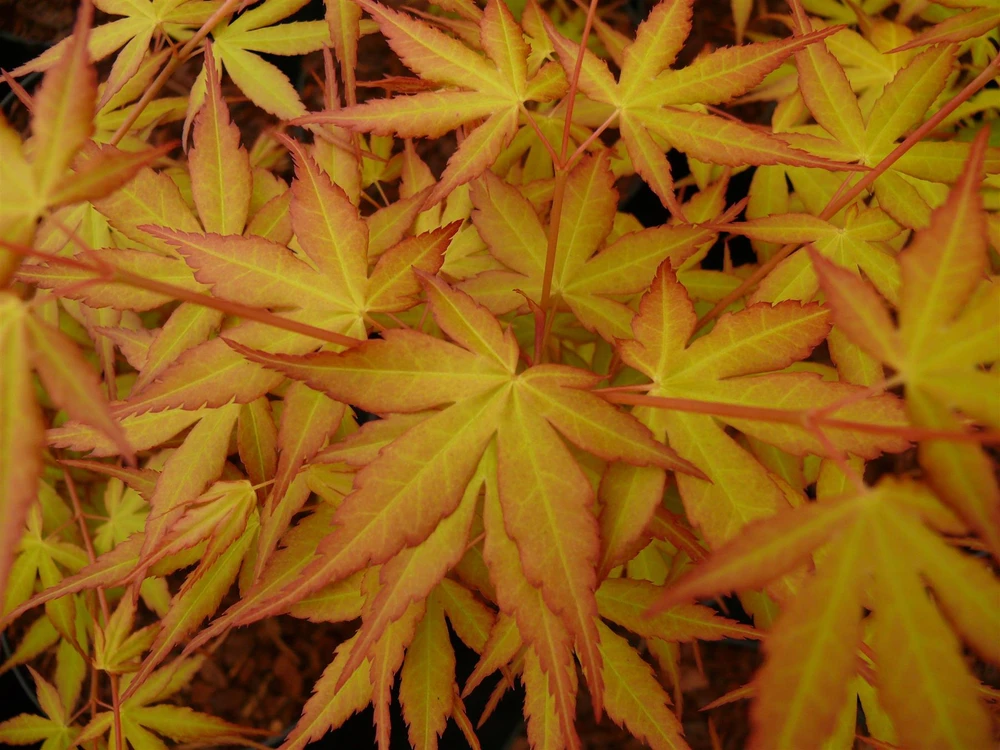 Acer Palmatum Katsura 3-4ft Extra Large Japanese Maple Tree By Direct Plants