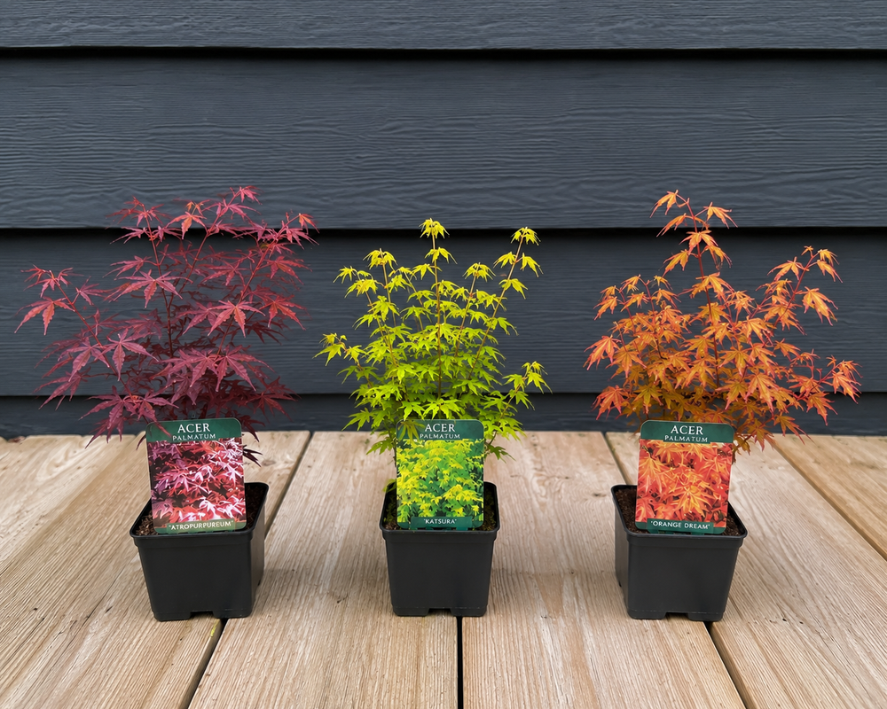 3x Mixed Acer Palmatum Japanese Maple Trees in 9/10cm Pots By Direct Plants