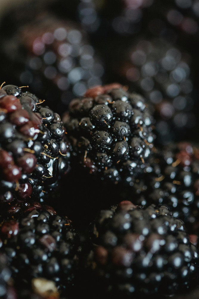 3x Evergreen Navaho Thornless Blackberry Fruit Plants in 2/3 Litre Pots By Direct Plants