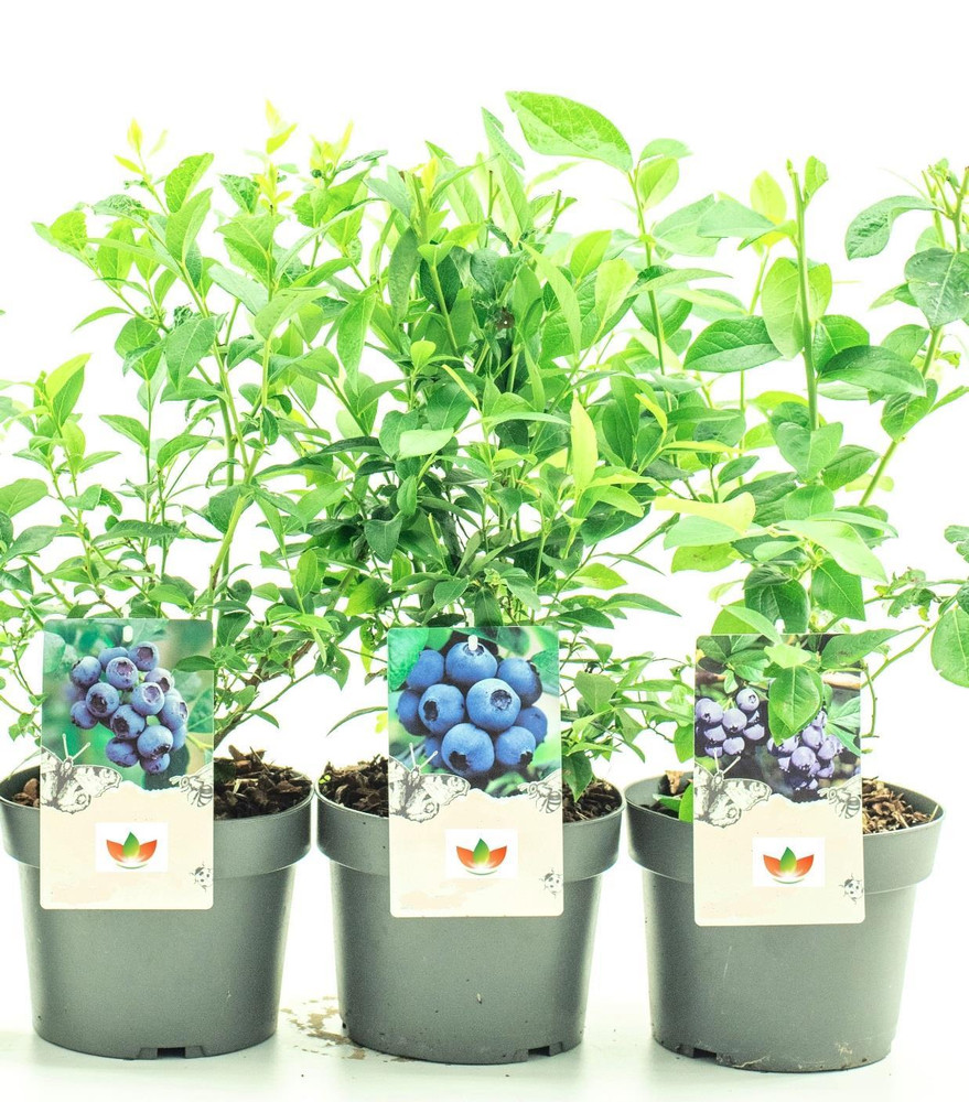 4 Mixed Large Blueberry Bush Fruit Plants in 2/3 Litre Pots By Direct Plants