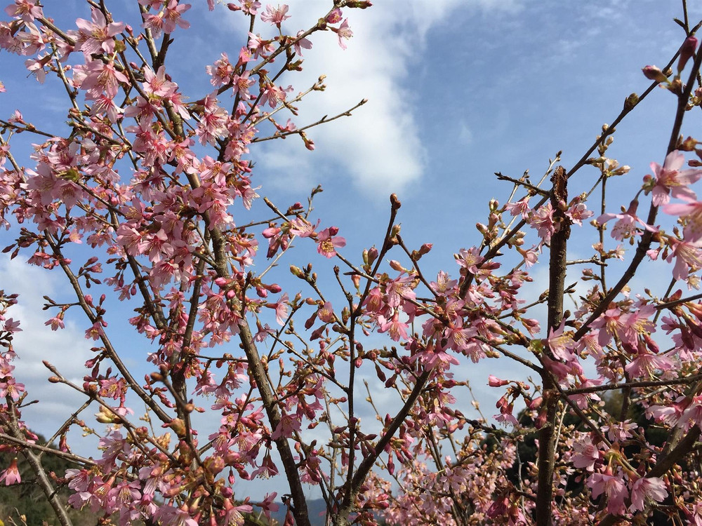 Prunus Okame Cherry Blossom Tree 5-6ft Tall in a 7.5 Litre Pot | By Direct Plants