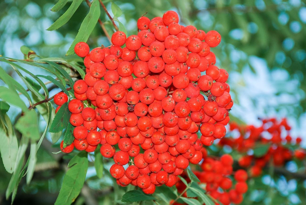 Sorbus Asplenifolia Cut Leaf Rowan Mountain Ash Tree 5-6ft Supplied in a 7.5 Litre Pot