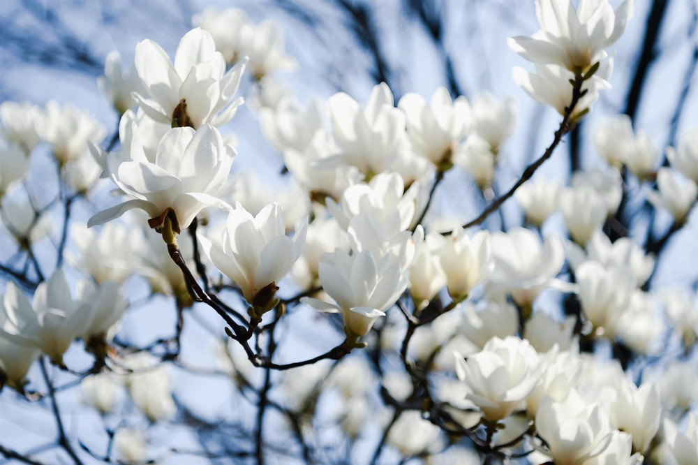 Magnolia Stellata White Tree Large Supplied in a 3 Litre Pot By Direct Plants