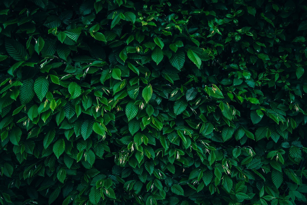25x Carpinus Betulus Hornbeam Hedging Plants in Pots | By Direct Plants
