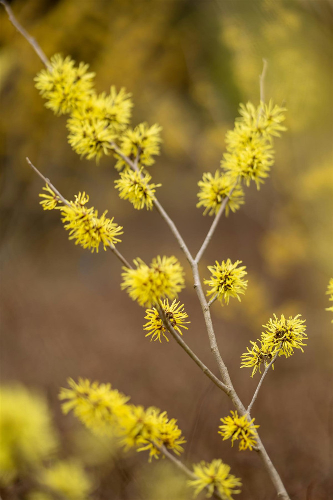 Witch Hazel Hamamelis Arnold Promise Shrub Plant 5-6ft Extra Large in a 7.5 Litre Pot By Direct Plants