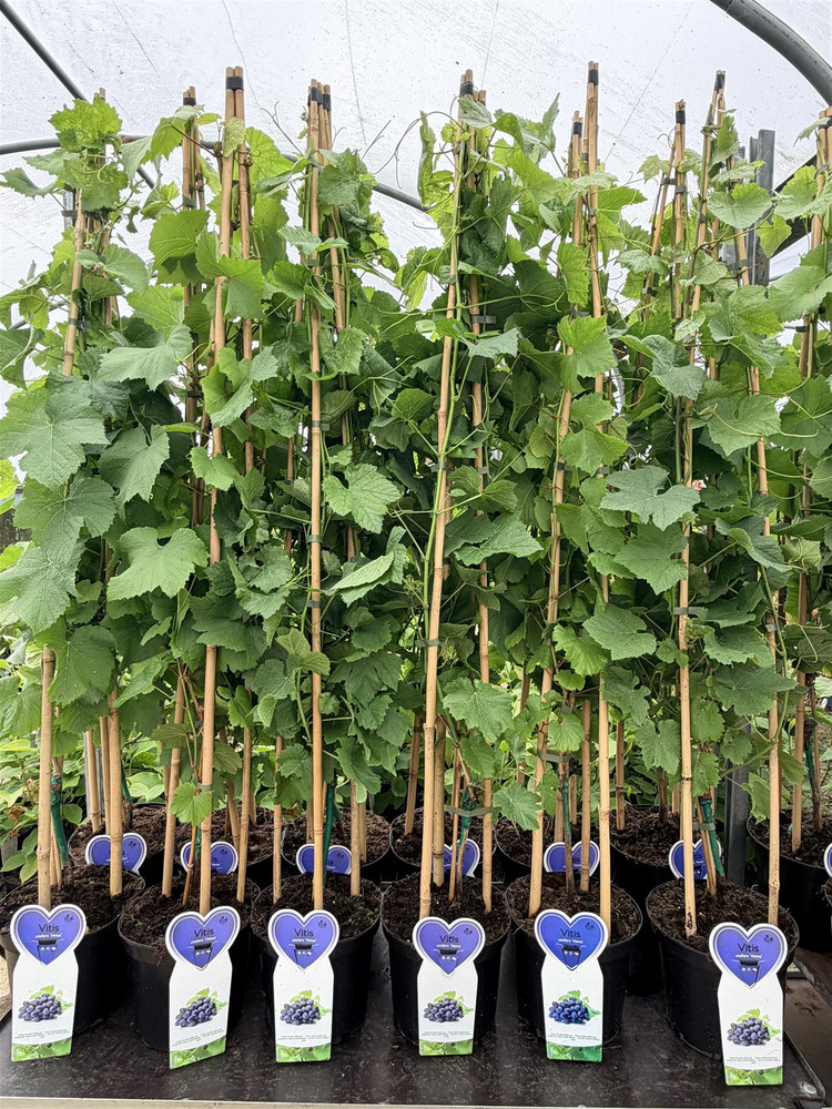 Grape Vine Vitis Venus Seedless 4-5ft Tall XL | 5 Litre Pot | By Direct Plants